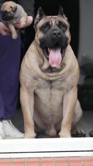 Presa Canario Puppies in Staffordshire