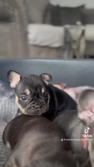 French Bulldog Puppies in North West Leicestershire