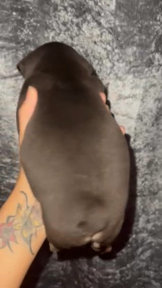 French Bulldog in Barnsley