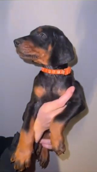 Doberman Puppies in Liverpool