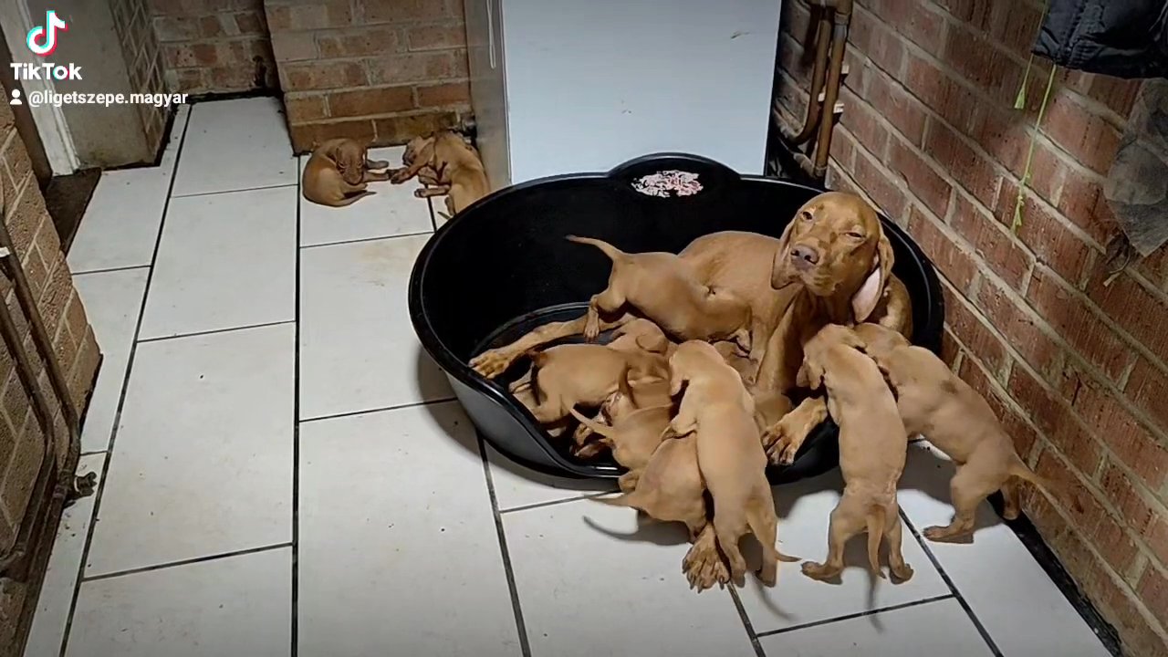 lovely KC registered Hungarian Vizsla puppies for sale in Northampton