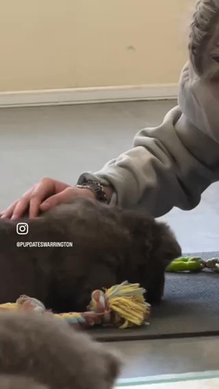 Lilac Chow Chow Litter in Liverpool