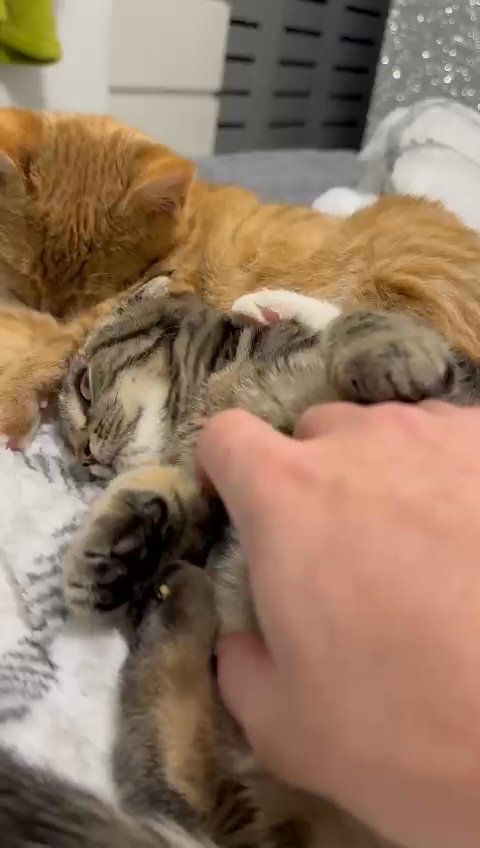 2 Scottish fold girls in Birmingham