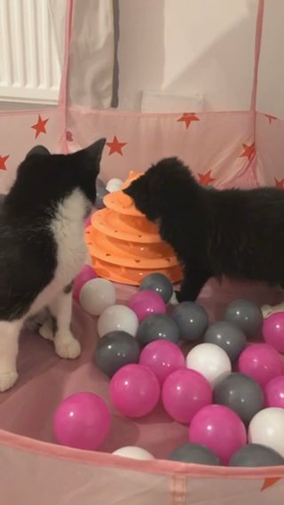 Mittens And Misty ? in Staffordshire