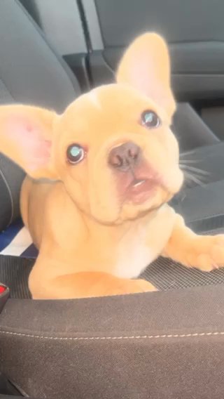 Male Frenchie Pup in Northampton