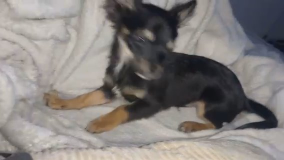 Long Haired Chihuahua in Kingston upon Hull