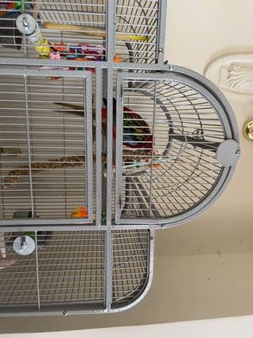 Roseller parrot for sale in London