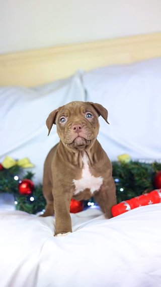 SOLD - LAST PUPPY LEFT!!! QUALITY CHAMPION ABKC BLOODLINE ? in Liverpool