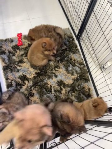 1 Girl Left* Payment Plans Chow X Pom Bear Cubs Ready Now in Birmingham