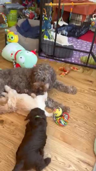 Australian Labradoodle 1 Left in Manchester