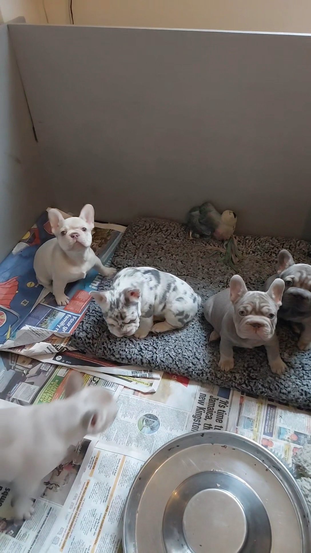 true to type French bulldog pups in London