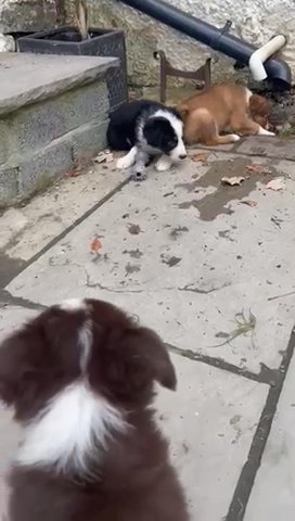 Border Collie in Peterborough