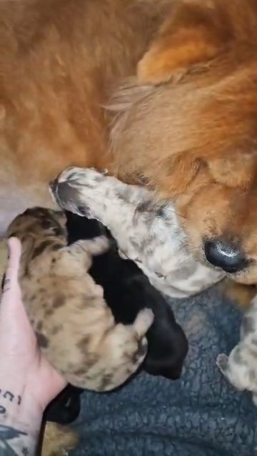 Beautiful Chow Chow Puppies in Blackburn with Darwen