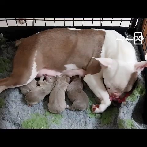 Beautiful Lilac / Isabella Frenchton Pups in Lincoln