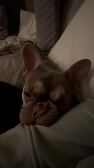 14 Month Old French Bulldog Bitch in Burnley