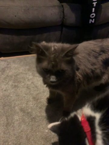 Maincoon X in Bradford