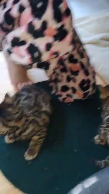 Bengal kittens one remain in Poole