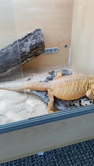 Female Bearded Dragon in Nottingham