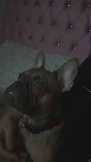 French Bulldog in London