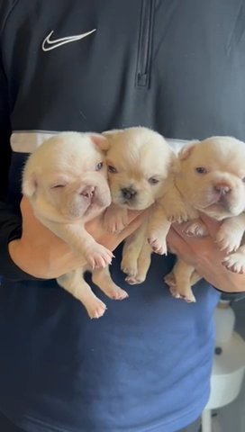 French Bulldogs in Nottingham