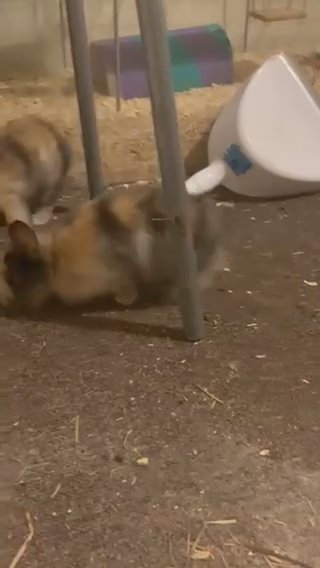 Blonde Face Harlequin lionhead X Dwarf Bunny in Maidstone