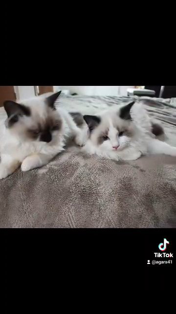 5 generation pedigree Ragdolls in Derby