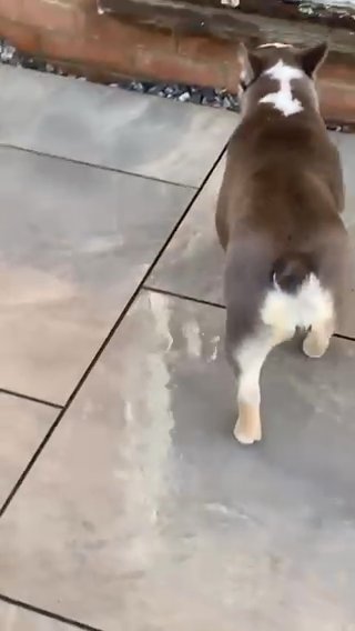 Panda Husky french Bulldog in West Lancashire