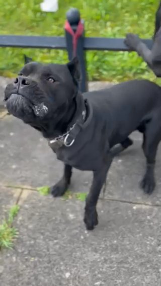 Cane corso Import Male For Sale in Manchester