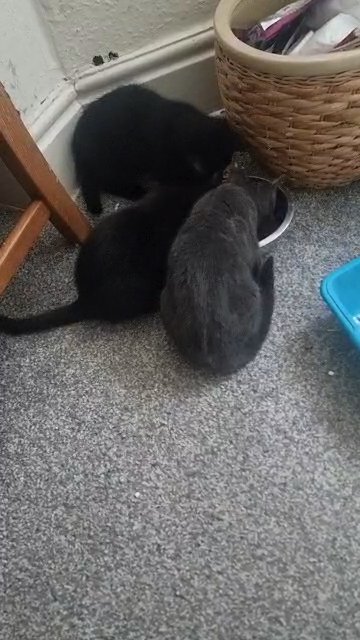 kiten ready for new family  Rusian and british short hair in Staffordshire