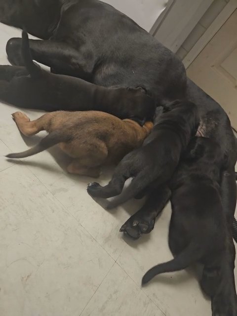 Cane Corso pups in South Holland