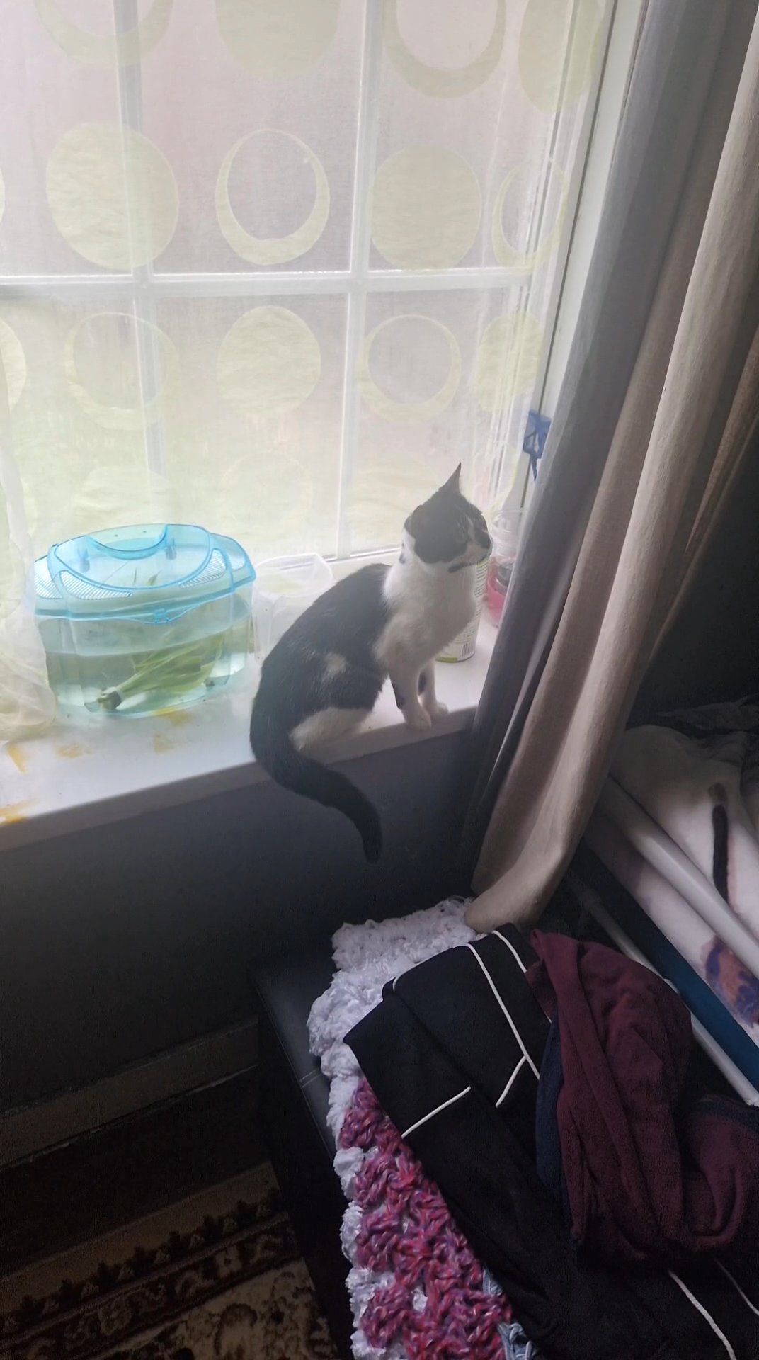 cat stud in London