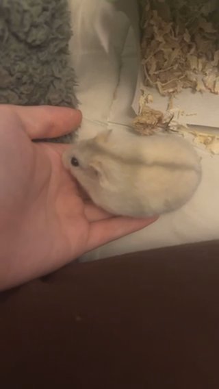 Dwarf Hamster in Dudley