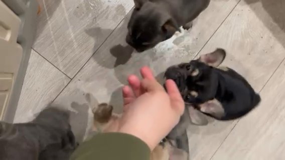 Kc Reg Rainbow Litter French Bulldogs in Telford and Wrekin