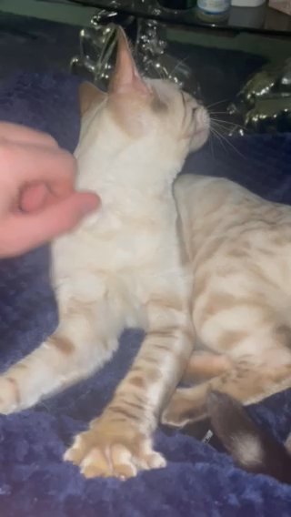 Snow Lynx Bengal ‘Ghost’ in Chelmsford