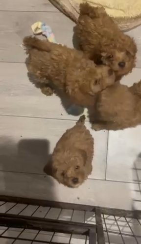 Dna Health Tested Toy Cavapoo’s in Telford and Wrekin