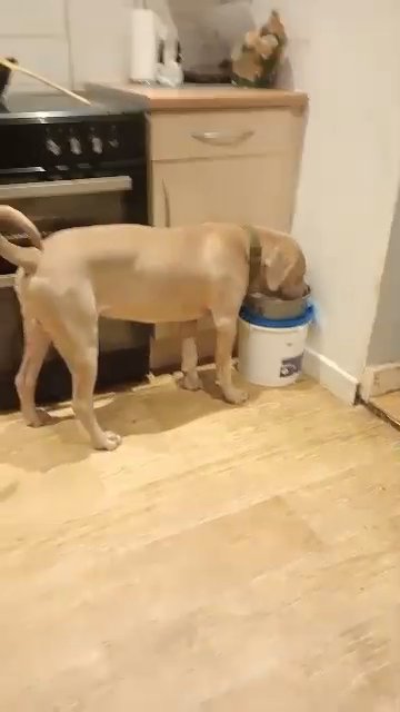 mastiff pups in Kettering
