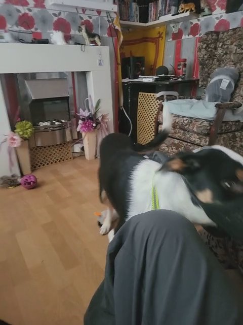 Welsh border collie in Wirral