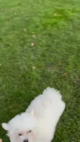 Pure Kc Bichon Frise Puppy - Reduced!!! Now Sold in London