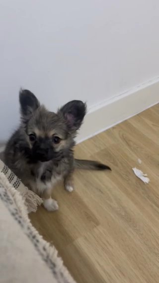 Chihuahua in Kingston upon Hull