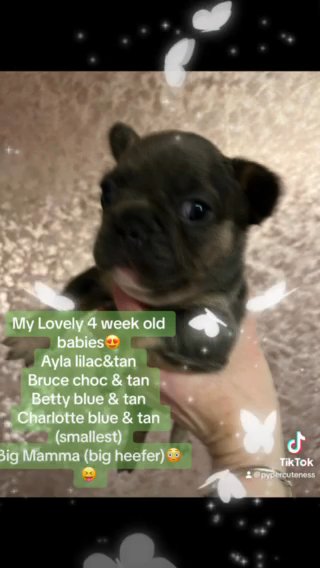🌸Fluffy & Testable Female French Bulldog puppy🌸PRICE REDUCED🌸 in Dundee