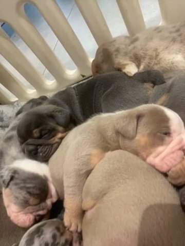 1 Female English Bulldog Puppy in Southampton