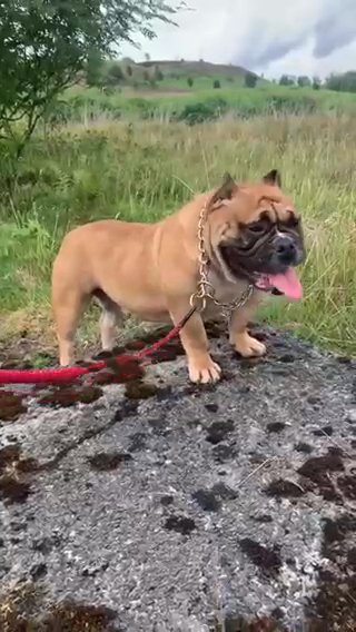 Lovely Pockey Bully Female in Rhondda Cynon Taf