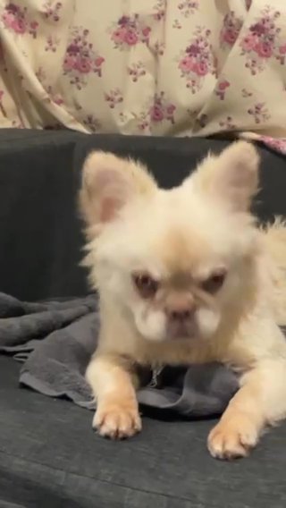 Visual fluffy female French Bulldog in Birmingham