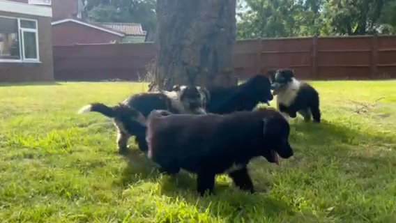 Border Collie Puppies in Warwick