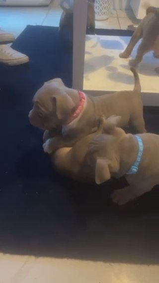 Micro Exotic Bully Pups in Manchester