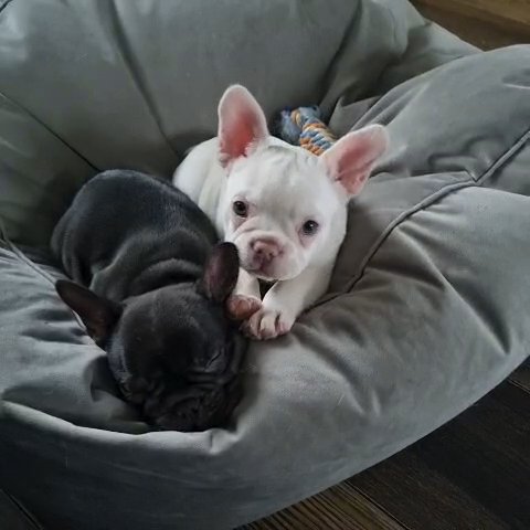 health tested french bulldog puppies in Dudley