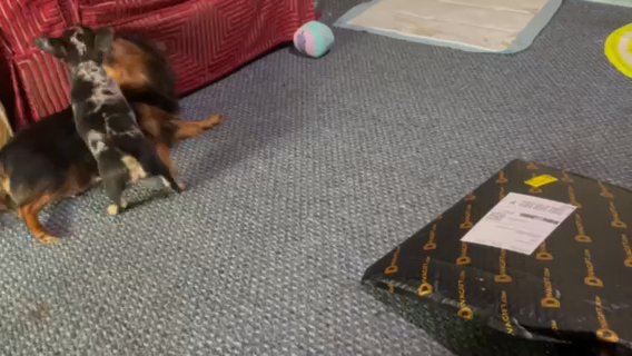 Chihuahua Puppies For Sale in Norwich