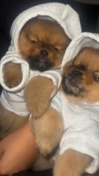 6 Weeks Pomeranian Puppies One Male Left in Nottingham