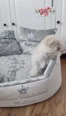 KC Reg Full Korean Maltese Puppy in West Lothian