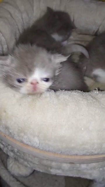 Scottish Fold Faun Exotic in Cardiff